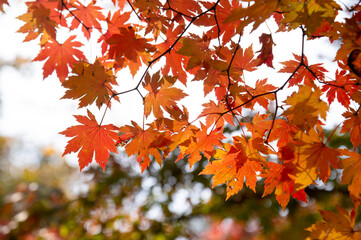 Colourful maple leaves in autumn season color when the leaves change colorful of is in the park, green, yellow, orange and red discoloration