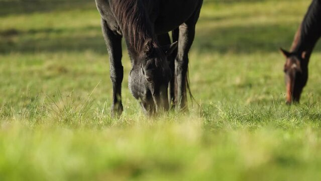 Beautiful Horse in a field on a farm in Australia. Horses in a meadow