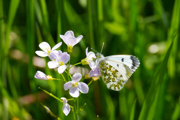 Female orange tip butterfly (Anthocharis cardamines) perched on a pink flower in Zurich, Switzerland