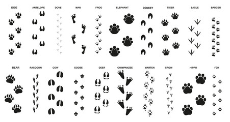 Set of trails for animals and birds with the name. ESP 10.