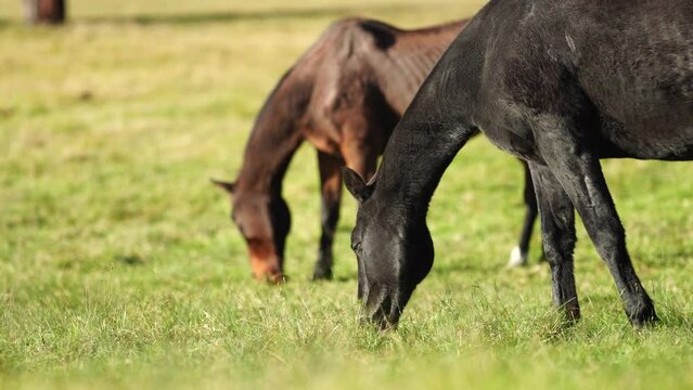 Beautiful Horse in a field on a farm in Australia. Horses in a meadow