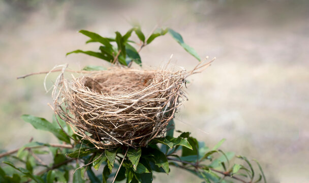 Empty bird nest on the tree with nature background, Bird nest in nature