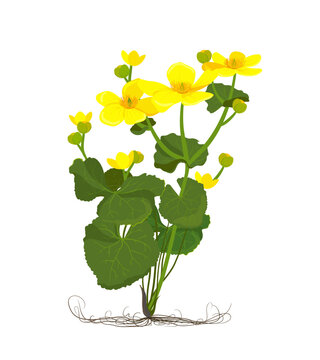 Marsh Marigold or Kingcup (Caltha palustris). Botany illustration in cartoon flat style. Wild yellow spring flowers growing in marshes, fens, ditches and wet woodland. Vector.