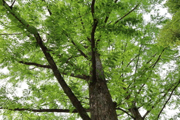 green leaves in the forest