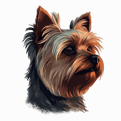 Yorkshire Terrier vector portrait hand draw. Colours bright dog on gray background isolated.