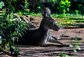 Eastern grey kangaroo or giant kangaroo on the lawn. Latin name - Macropus giganteus  © Mikhail Blajenov