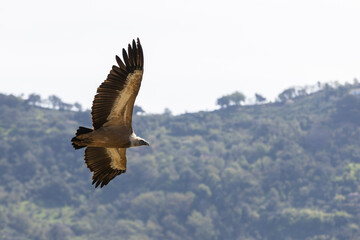 The Eurasian griffon vulture (Gyps fulvus) in Sicily, Italy.