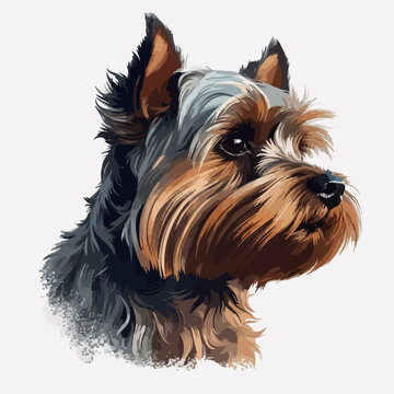 Yorkshire Terrier vector portrait hand draw. Colours bright dog on gray background isolated.
