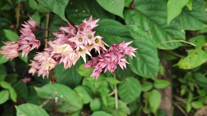 pink and white flowers