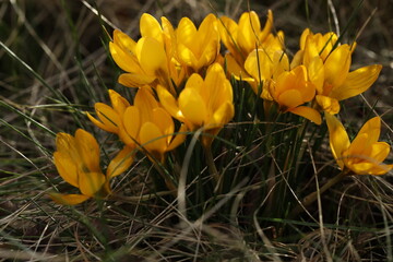 A bunch of yellow crocus flowers in the grass