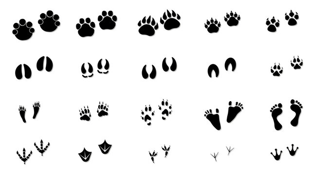 Animal tracks. Vector drawing, foot print guide.