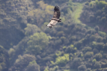 The Eurasian griffon vulture (Gyps fulvus) in Sicily, Italy.