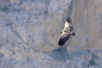 The Eurasian griffon vulture (Gyps fulvus) in Sicily, Italy.