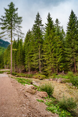Obraz premium Cover page with pine forest in Dolomites in South Tyrol, Italy.