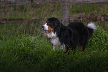 2023-04-20 A LARGE BURNESE MOUNTAIN DOG STANDING IN A LUSH GREEN FIELD WITH A MULTI COLORED BALL IN ITS MOUTH AT THE MARYMOOR OFF LEASH DOG PARK IN REDMOND WASHINGTON
