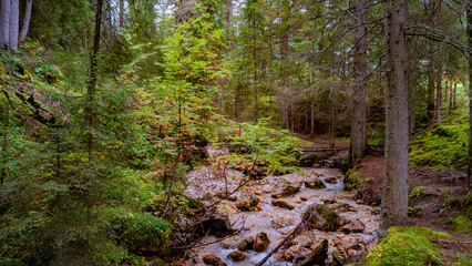 Forest and water stream in Dolomites at the national park Three Peaks, Tre Cime, Drei Zinnen, South Tyrol, Italy.