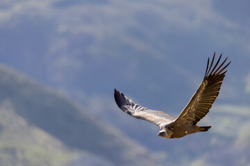 The Eurasian griffon vulture (Gyps fulvus) in Sicily, Italy.