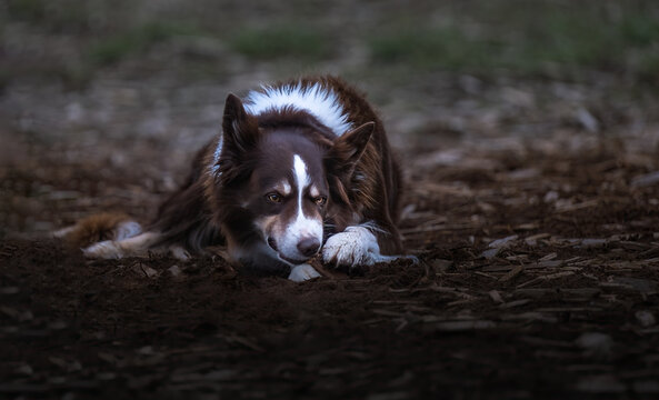 2023-04-20 A BROWN AND WHITE BORDER COLLIE LYING ON THE GROUND CHEWING AT A LOCAL OFF LESH DOG PARK IN REDMOND WASHINGTON