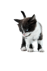 Small black and white colored kitten with a tail up against a white background, selective focus