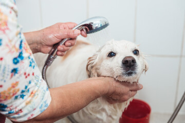A Refreshing Shower for a Cute Canine Friend: Unrecognizable Person and White Dog