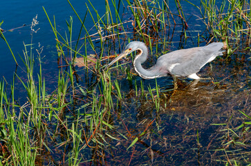 Blue Heron (Egretta caerulea) in a central Florida pond. Florida