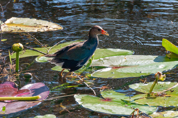 Colorful bird known as a Purple Gallinule (Porphyrio martinicus) foraging in a marsh