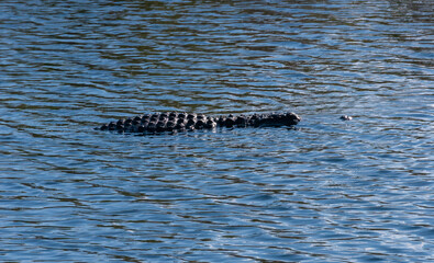 A wild American Alligator (Alligator mississippiensis) slowly and quietly swims across