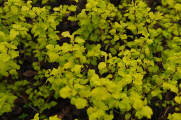 large bright green Bush Spiraea japonica Golden Princess. Spring coloring foliage. Mulched flower bed in the garden.