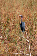Birds USA. Blue Heron (Egretta caerulea)  in a central Florida pond.