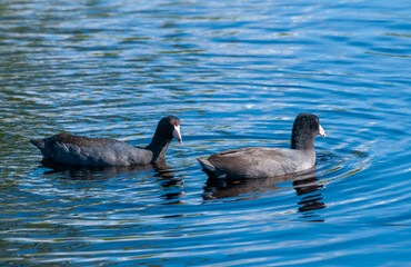 Purple Gallinule (Porphyrio martinicus), Birds swimming in a lake in south Florida