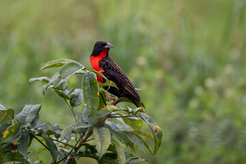Oiseaux à Quatemala