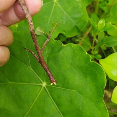 A branch full of roots
