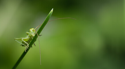 Grashüpfer am Grashalm