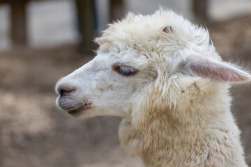 Fototapeta premium Beautiful alpaca with soft fur in zoo park