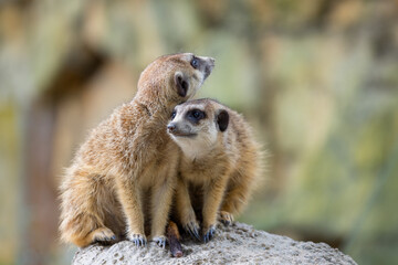 Obraz premium Meerkat in the zoo park
