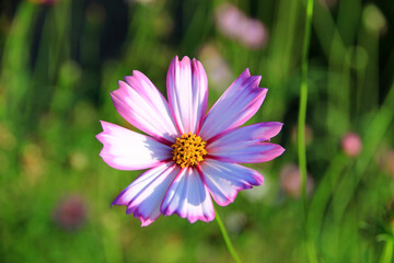 pink and white cosmos flowers in the garden.Macro image.