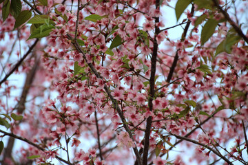 pink cherry blossoms in the garden beautiful and natural with green bokeh background.
