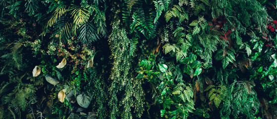 A background with an abstract design and a close-up texture of green leaves., tropical leaf and Nature concept.