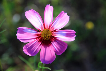 Fototapeta premium pink and white cosmos flowers in the garden.Macro image.