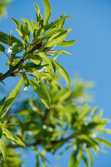 Green leaves with blue sky. Almond tree blossoming in the garden. White texture with green leaves. Deciduous tree.