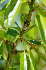 Almonds growing. Green leaves of almond tree. Almond tree blooming. Natural green background.
