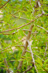 Almond tree branch blooming. Texture trunk with green leaves. 