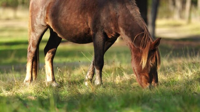 Beautiful Horse in a field on a farm in Australia. Horses in a meadow