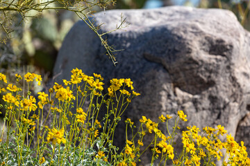 Brittlebush, Encelia farinosa, a bush with yellow flowers in the Sonoran Desert with a large boulder. Beautiful bright and colorful wildflowers in Pima County, Tucson, Arizona, USA. 