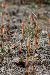 Young shoots of field horsetail , or common horsetail , or pusher, or columnar (lat. Equisétum arvense ) in spring time