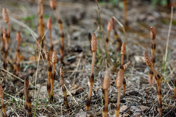Young shoots of field horsetail , or common horsetail , or pusher, or columnar (lat. Equisétum arvense ) in spring time