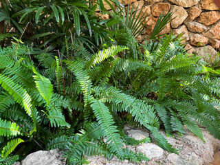 View of beautiful green fern outdoors