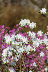 Dahurian rhododendron or Azalea daurica ( lat. Rhododendron dauricum ) in bloom in srping time