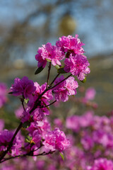 Dahurian rhododendron or Azalea daurica ( lat. Rhododendron dauricum ) in bloom in srping time
