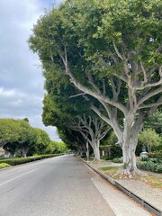 Trees in Los Angeles 